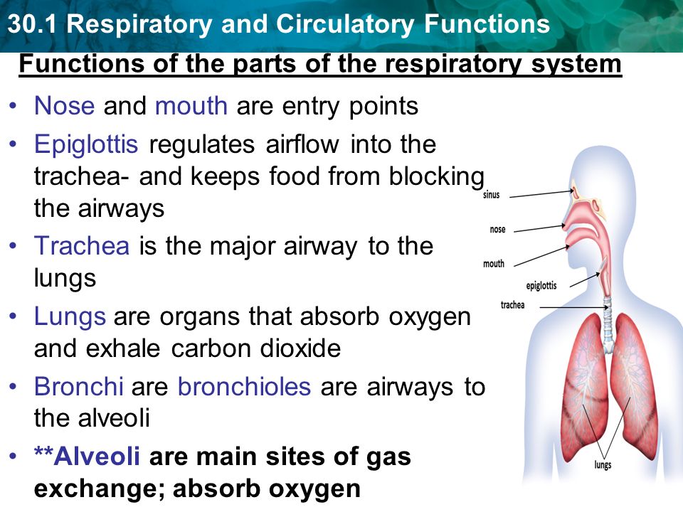 Function Of The Mouth In The Respiratory System 11