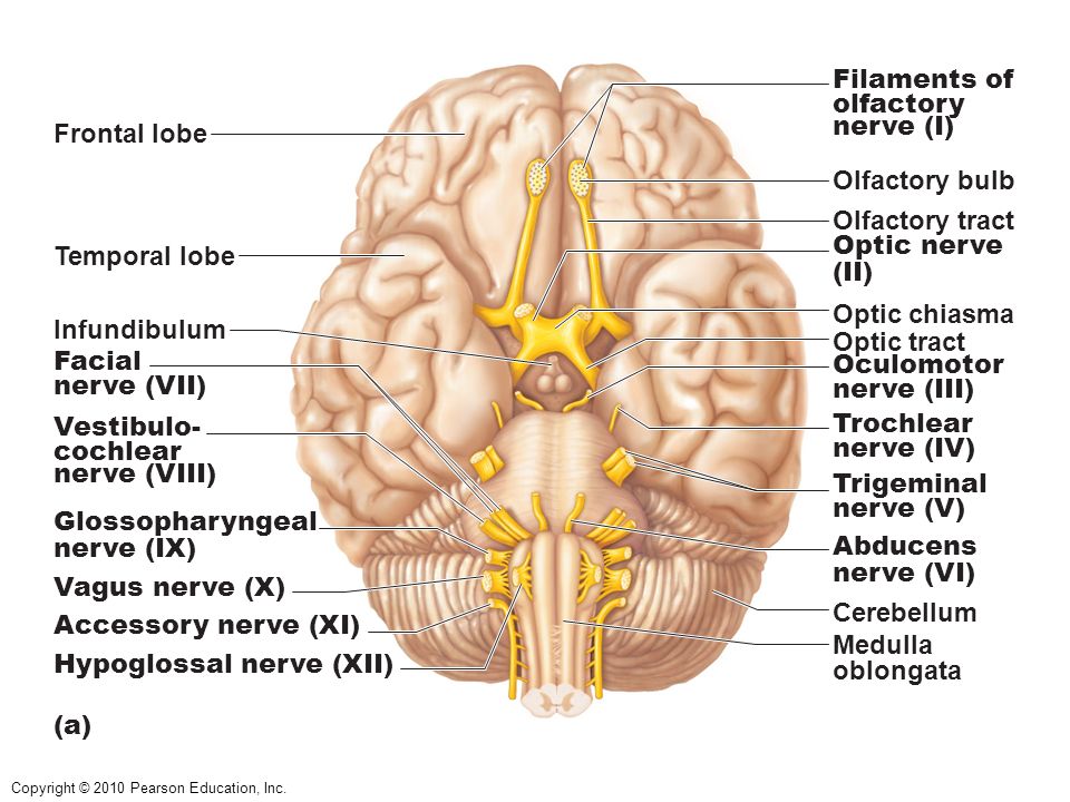 Facial Nerve Tract 48