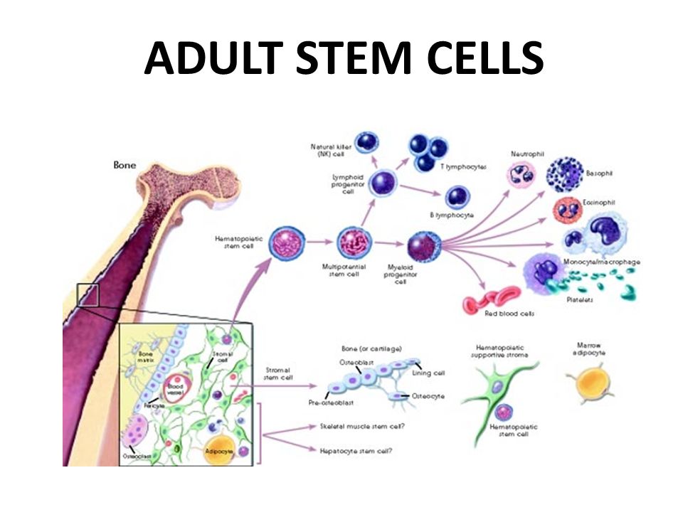 Embryonic Stem Cells Adult Stem Cells 58