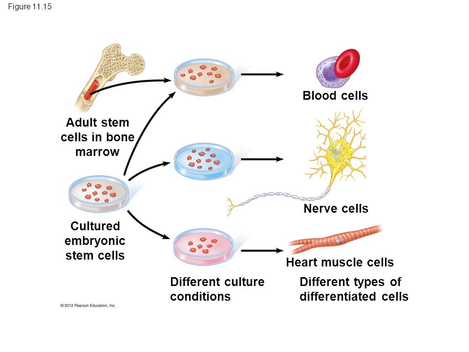 Adult Stem Cells Bone Marrow 90