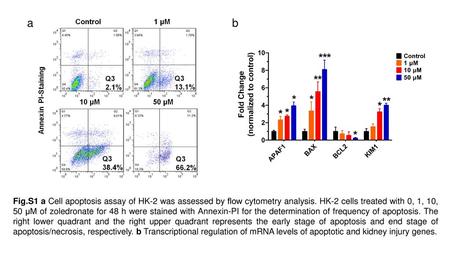 Fig.S1 a Cell apoptosis assay of HK-2 was assessed by ﬂow cytometry analysis. HK-2 cells treated with 0, 1, 10, 50 µM of zoledronate for 48 h were stained.
