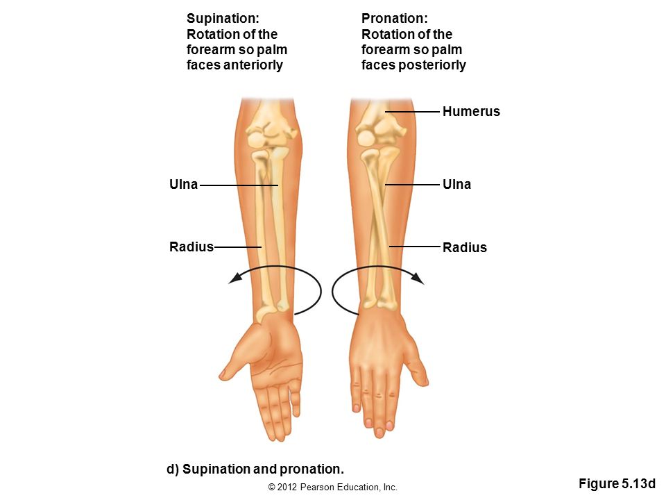 Image result for hand supination rotation