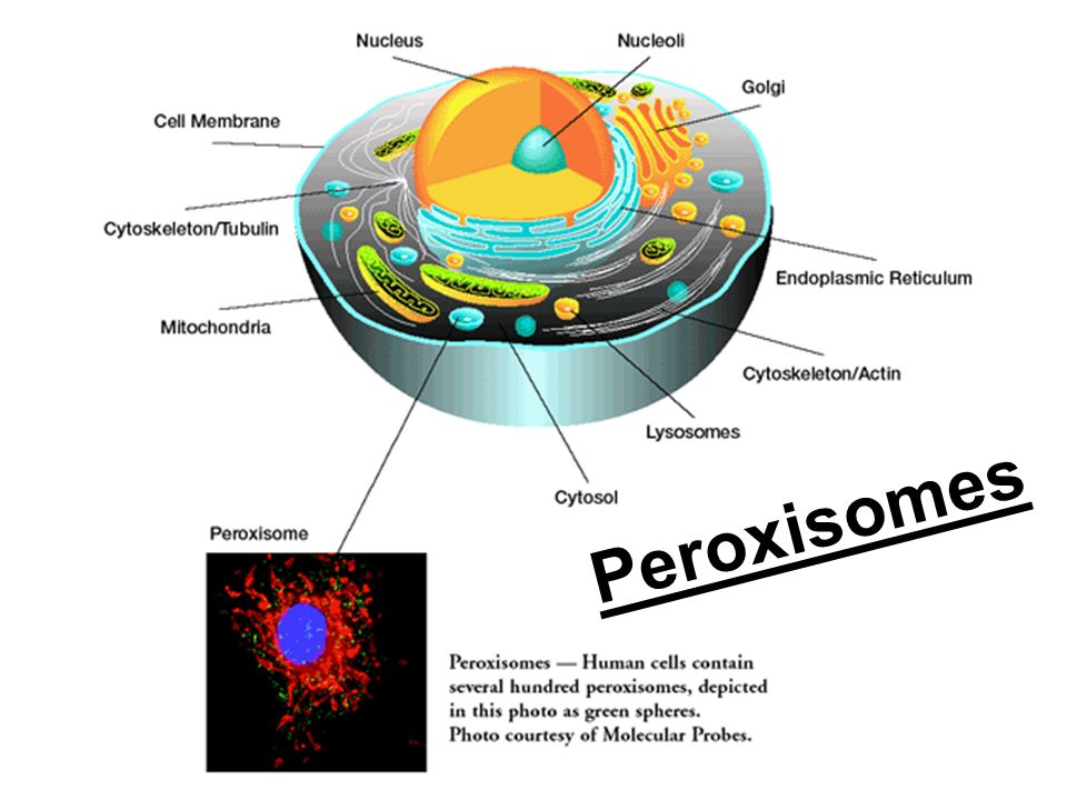 download the role of biofilms