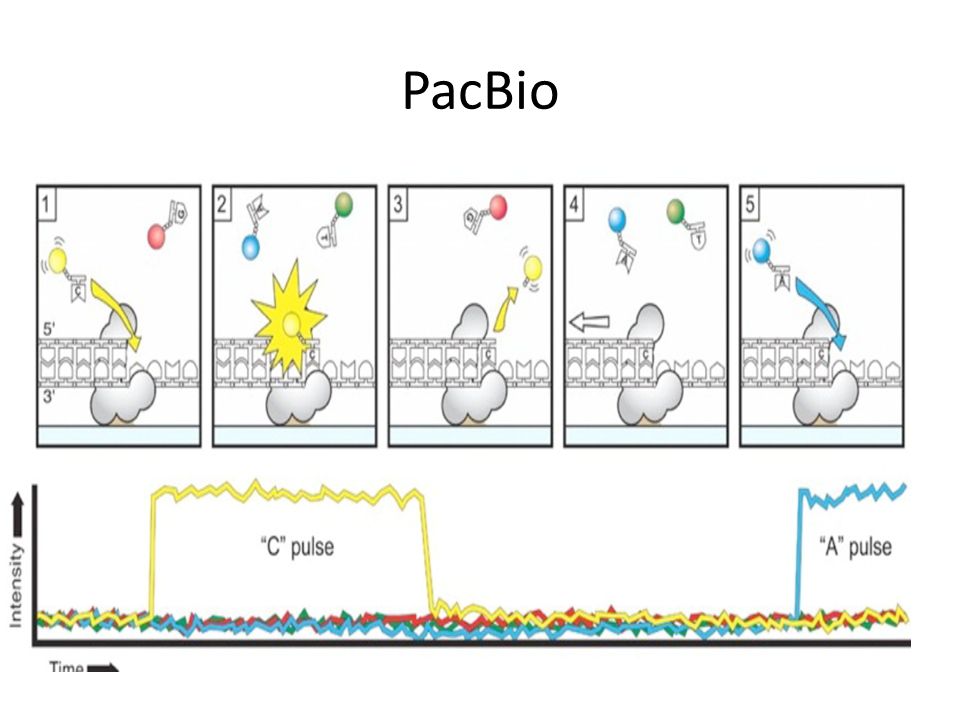 dna structures part a synthesis and physical