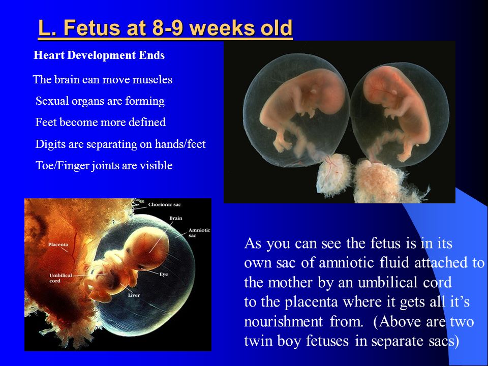 Pregnancy: genetics, conception, fetal development  ppt download