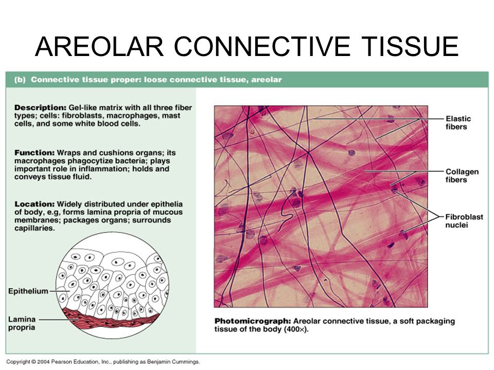 Connective Tissue Labeled