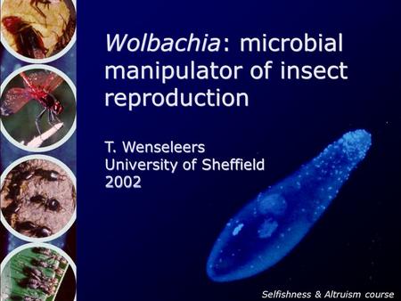 T. Wenseleers University of Sheffield 2002 Wolbachia: microbial manipulator of insect reproduction T. Wenseleers University of Sheffield 2002 Selfishness.