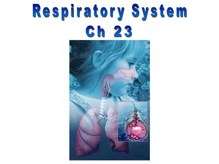 Respiratory System Ch 23.