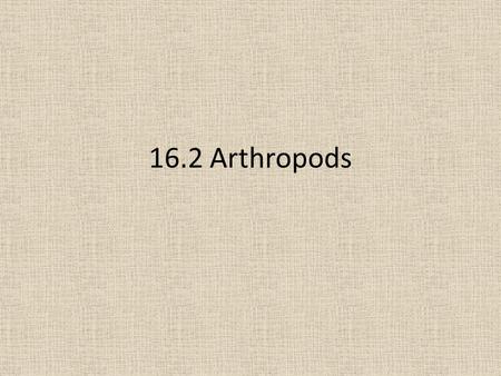 16.2 Arthropods.