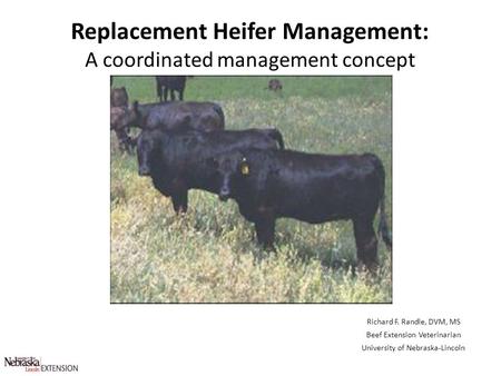 Replacement Heifer Management: A coordinated management concept