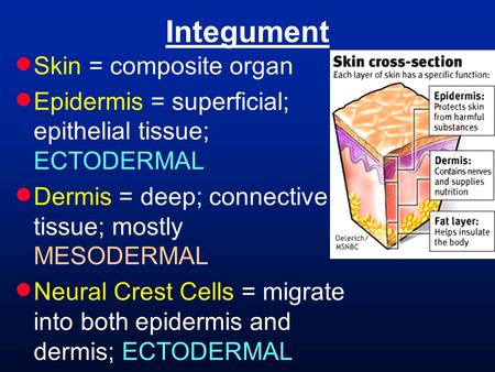 Integument Skin = composite organ