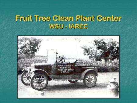 Fruit Tree Clean Plant Center WSU - IAREC. New personnel: James Susaimuthu supervises virus indexingsupervises virus indexing Sam Hood manages growth.