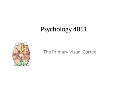 The Primary Visual Cortex