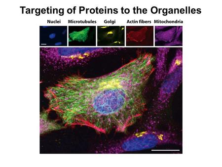 Targeting of Proteins to the Organelles