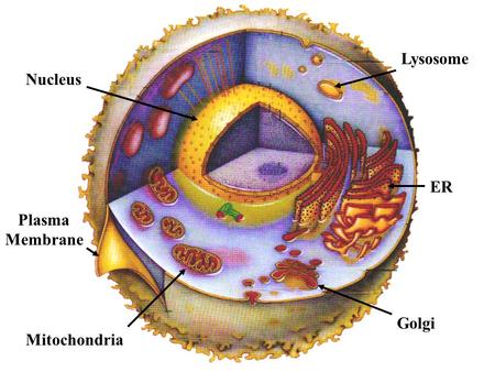 Lysosome Nucleus ER Plasma Membrane Mitochondria Golgi.