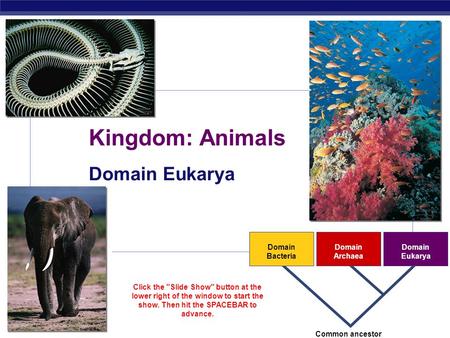 Kingdom: Animals Domain Eukarya Domain Bacteria Archaea