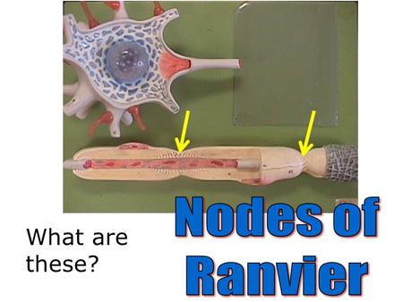 Nodes of Ranvier What are these?.