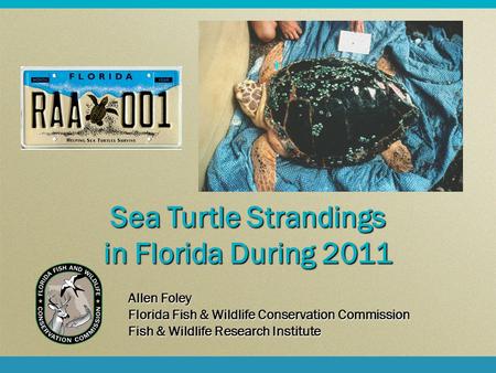 Sea Turtle Strandings in Florida During 2011 Allen Foley Florida Fish & Wildlife Conservation Commission Fish & Wildlife Research Institute.