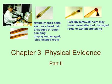 Chapter 3 Physical Evidence Part II Naturally shed hairs, such as a head hair dislodged through combing, display undamaged, club-shaped roots Forcibly.