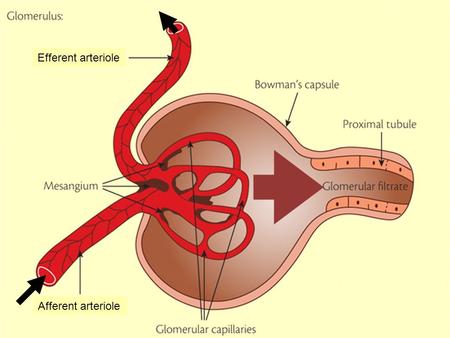 Efferent arteriole Afferent arteriole.