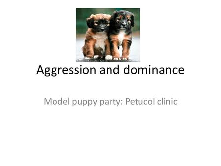 Aggression and dominance Model puppy party: Petucol clinic.