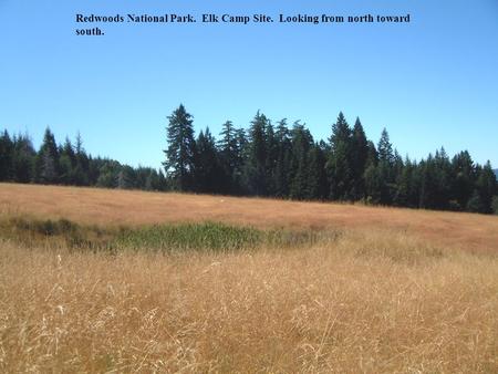 Redwoods National Park. Elk Camp Site. Looking from north toward south.