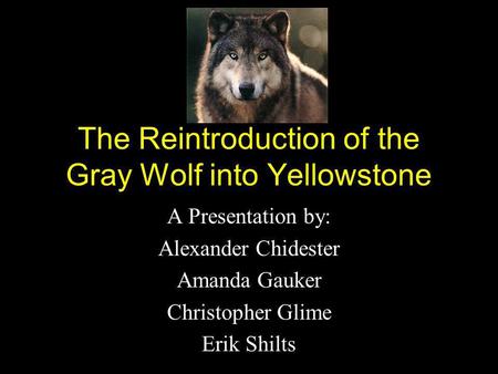 The Reintroduction of the Gray Wolf into Yellowstone