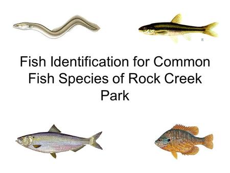 Fish Identification for Common Fish Species of Rock Creek Park.