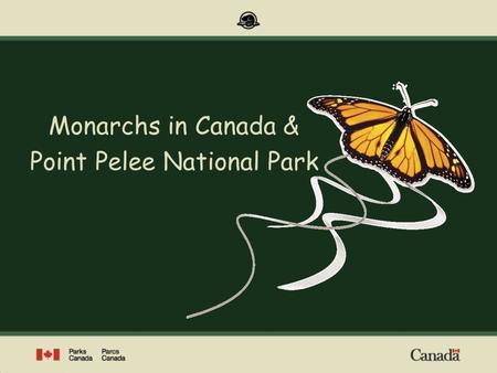 Monarchs in Canada & Point Pelee National Park
