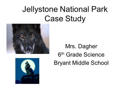 Jellystone National Park Case Study Mrs. Dagher 6 th Grade Science Bryant Middle School.