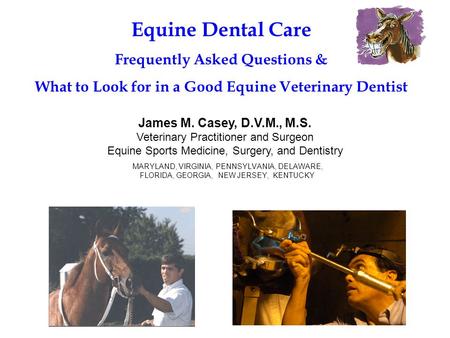 Equine Dental Care Frequently Asked Questions &