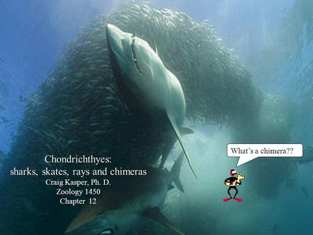 Chondrichthyes: sharks, skates, rays and chimeras Craig Kasper, Ph. D