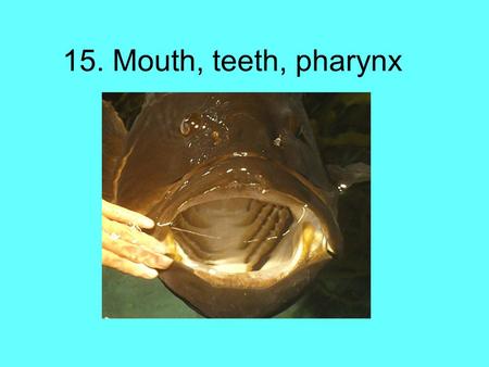 15. Mouth, teeth, pharynx.