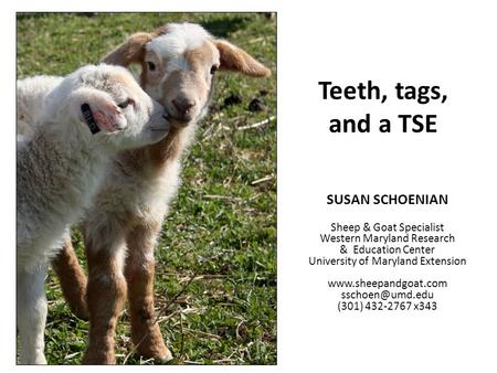 Teeth, tags, and a TSE SUSAN SCHOENIAN Sheep & Goat Specialist Western Maryland Research & Education Center University of Maryland Extension www.sheepandgoat.com.