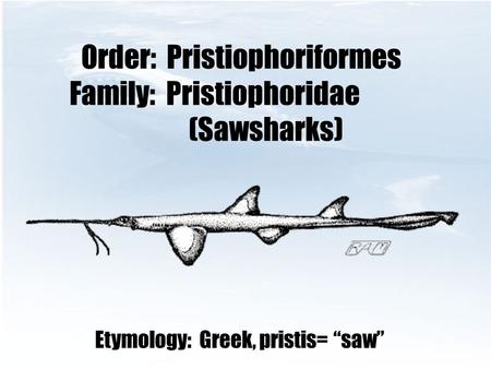 Order: Pristiophoriformes Family: Pristiophoridae (Sawsharks)