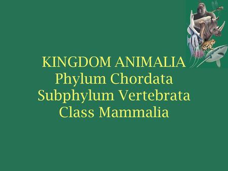 KINGDOM ANIMALIA Phylum Chordata Subphylum Vertebrata Class Mammalia