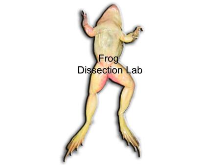 Frog Dissection Lab.