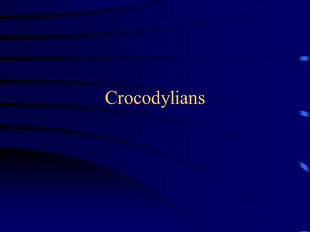 Crocodylians. General Characters Large and powerful. Significant dermal armor. Dorsal scales fused to dermal bone on head. Together w/ birds, the sole.