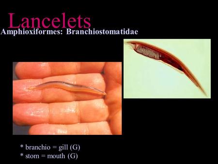 Lancelets Amphioxiformes: Branchiostomatidae * branchio = gill (G)
