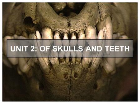 Unit 2: Of Skulls and Teeth