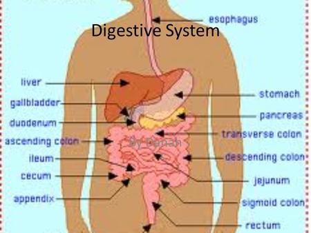 Digestive System By Danah. What is the digestive system The digestive system is the system that works with your food. It takes about 6-7 hours to make.
