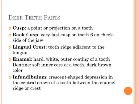 Deer Teeth Parts Cusp: a point or projection on a tooth