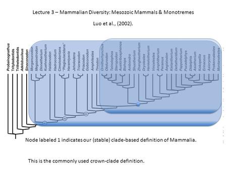 Lecture 3 – Mammalian Diversity: Mesozoic Mammals & Monotremes
