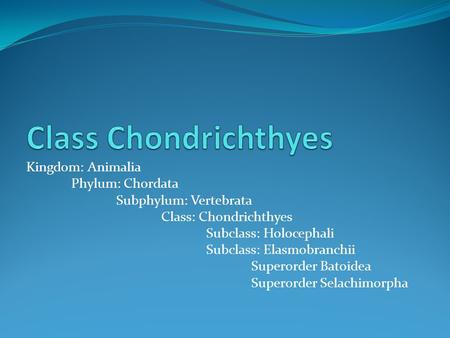Class Chondrichthyes Kingdom: Animalia Phylum: Chordata