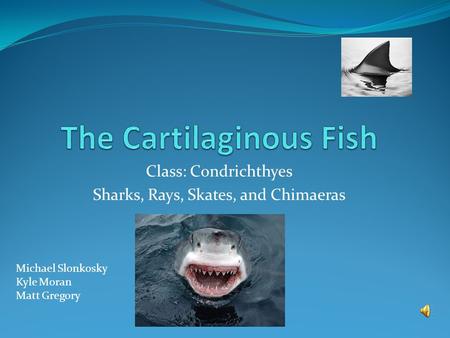 Class: Condrichthyes Sharks, Rays, Skates, and Chimaeras Michael Slonkosky Kyle Moran Matt Gregory.