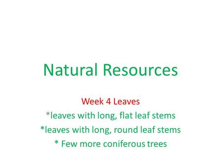 Natural Resources Week 4 Leaves *leaves with long, flat leaf stems *leaves with long, round leaf stems * Few more coniferous trees.
