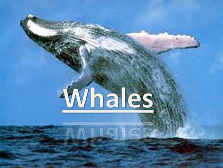 Whales.