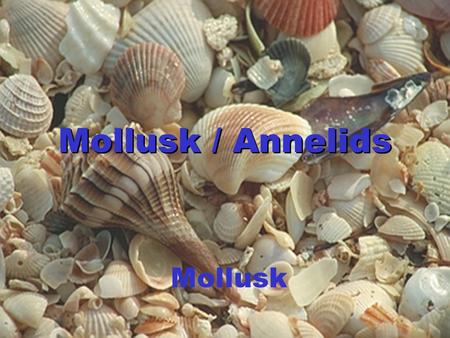 Mollusk / Annelids Mollusk.