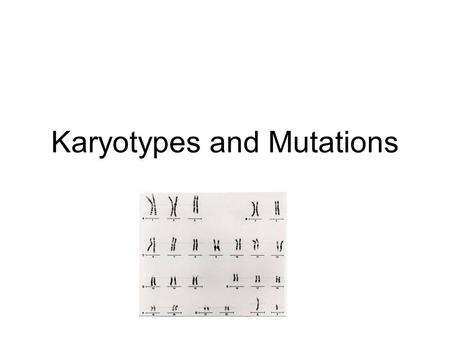 Karyotypes and Mutations