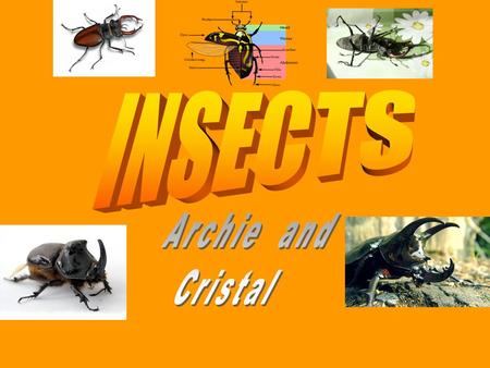 contents Main cover 1 Main cover 1 Dragonflies 4 Dragonflies 4 Grasshopper 5 Grasshopper 5 Ladybirds 6 Ladybirds 6 Ants 7 Ants 7 Beetles 8 Beetles 8 Bees.